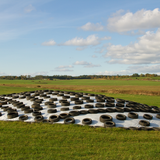 Silage Tarp 5 mil Black/White Plastic Sheeting